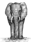 Ivory Merchant