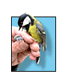 Bird In The Hand