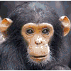 Primatology