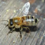 Bee Movies