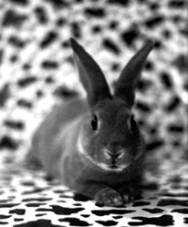 Theatre Hopper 2007