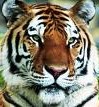 Great Cats