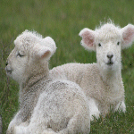 Pulling the Wool
