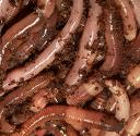 Whole Can of Worms