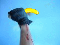 Murder Weapon?