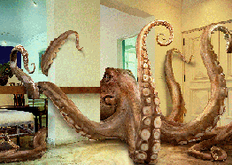 Caught by the Tentacles