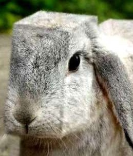 Hareless