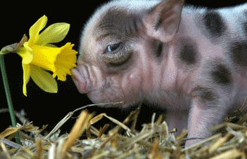 All Pigs But Porky