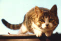 Feline Film Flops of 2004