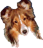Woof woof